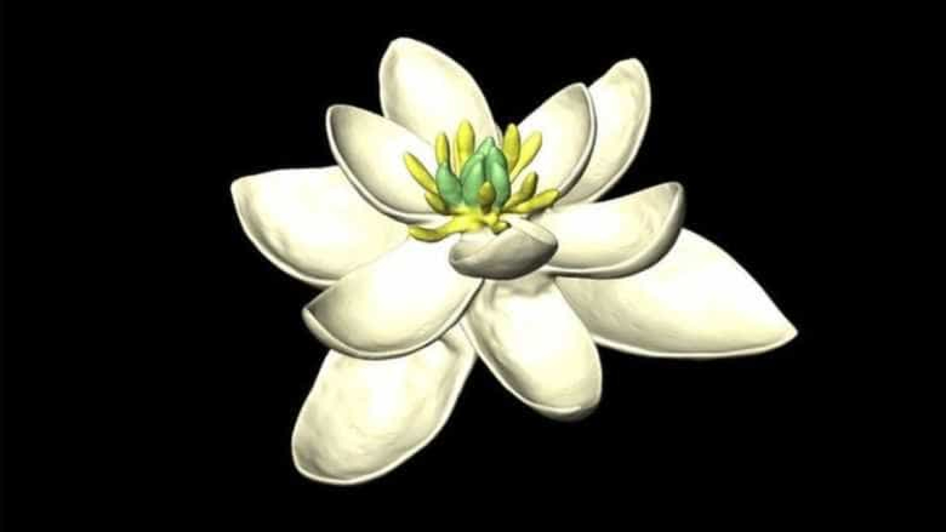 Terá sido esta a primeira espécie de flor do mundo