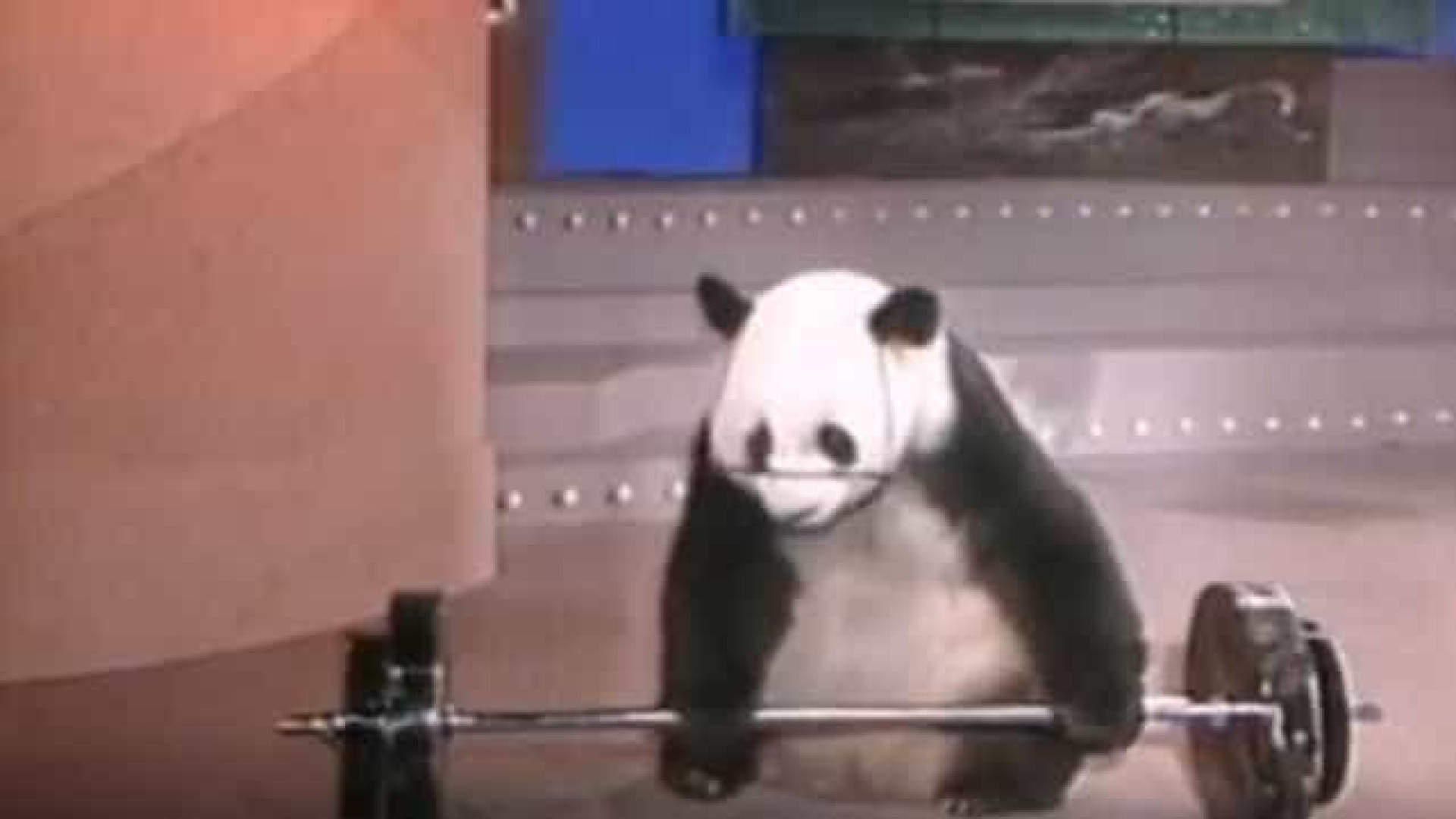 Morreu Basi, o panda 'superstar' da China