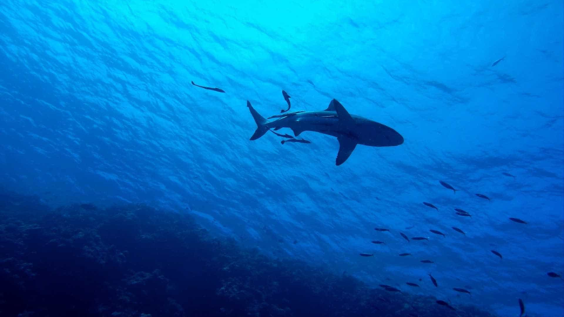 Turista americana morre ao ser atacada por tubarão