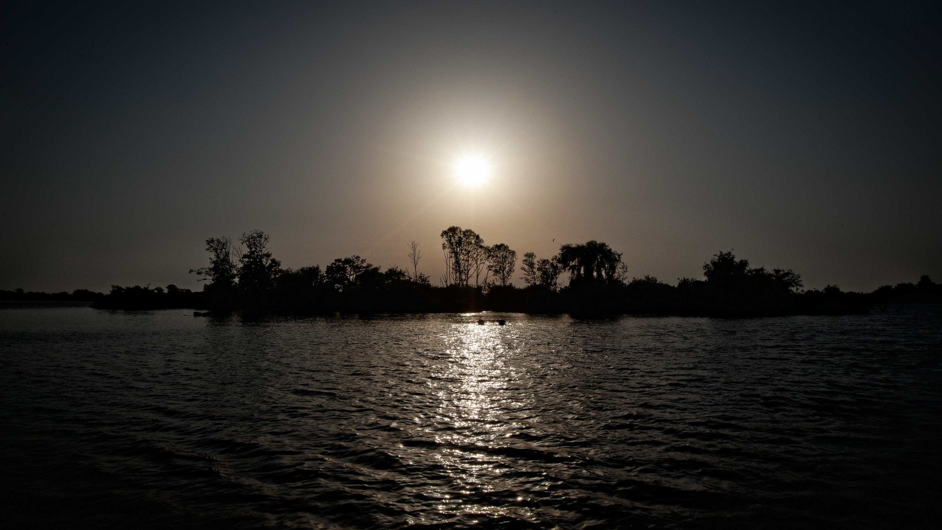 Camarão japonês detetado no estuário do Tejo