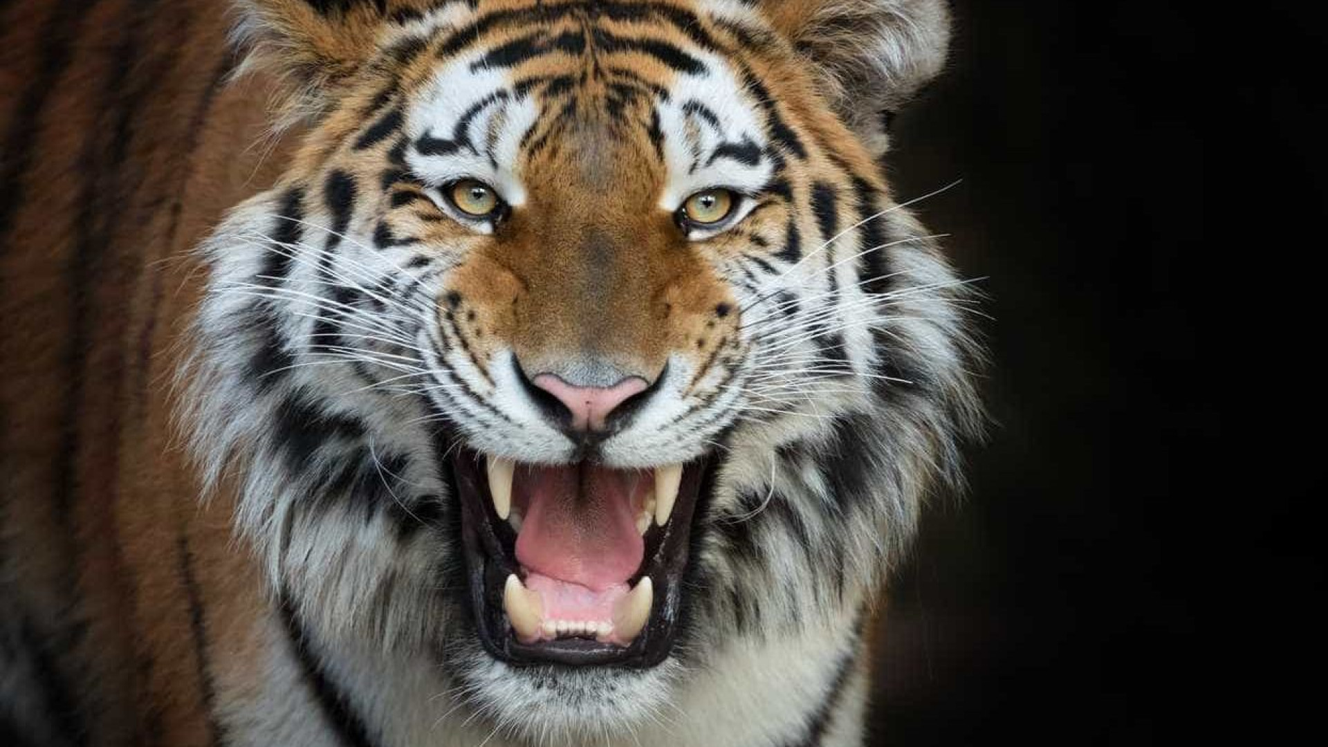 Baile de finalistas em liceu dos EUA contou com tigre enjaulado