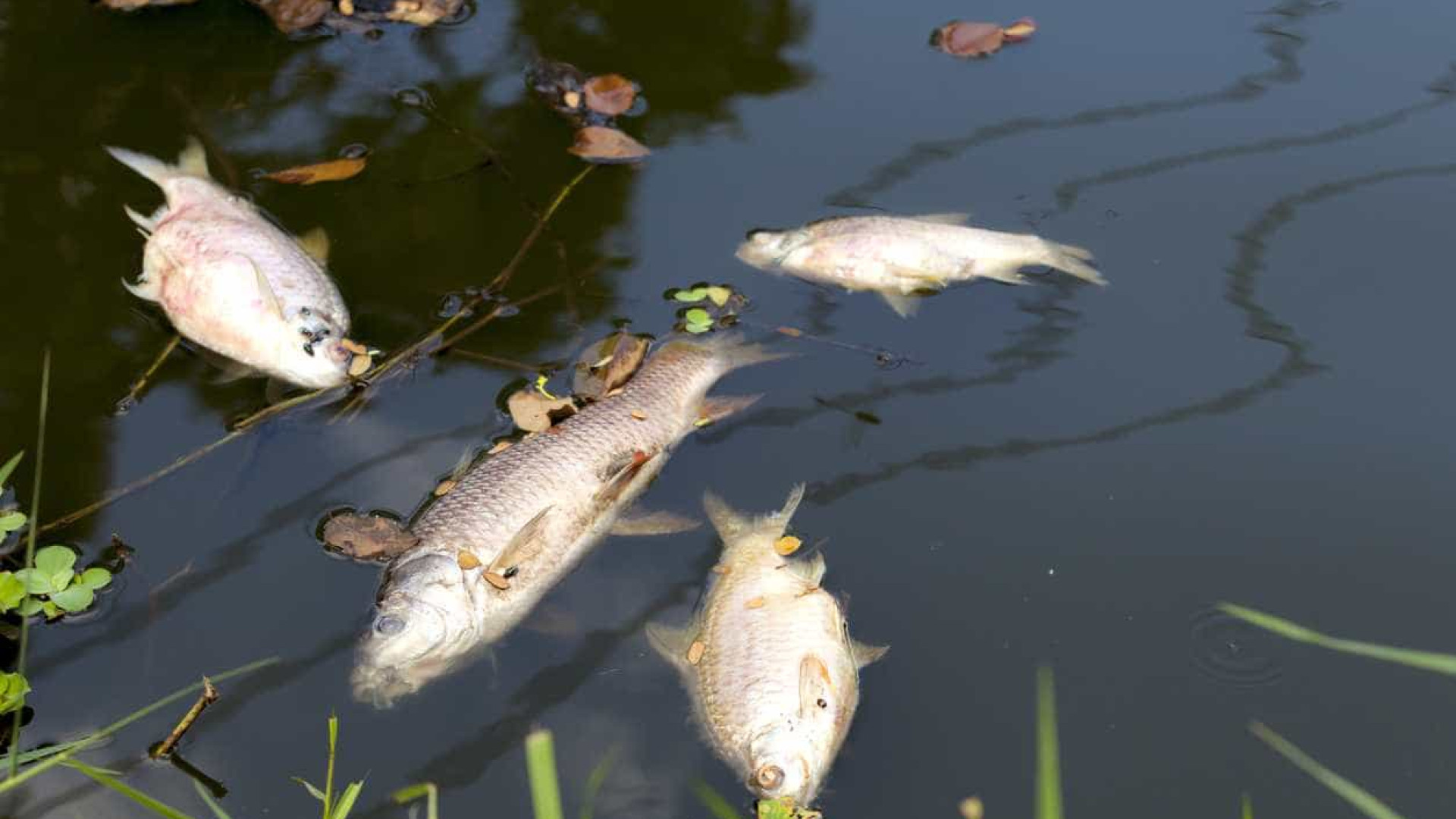 Relatório sobre morte de peixes no Tejo confirma contaminação da água