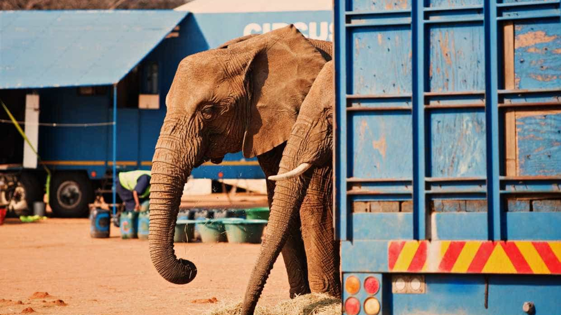 Protesto contra utilização de animais no circo na Ericeira