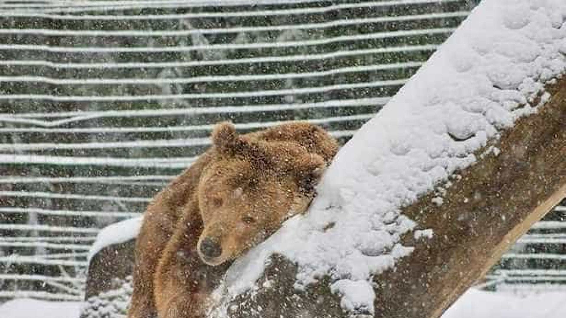 Após 20 anos numa jaula, urso brinca pela primeira vez na neve