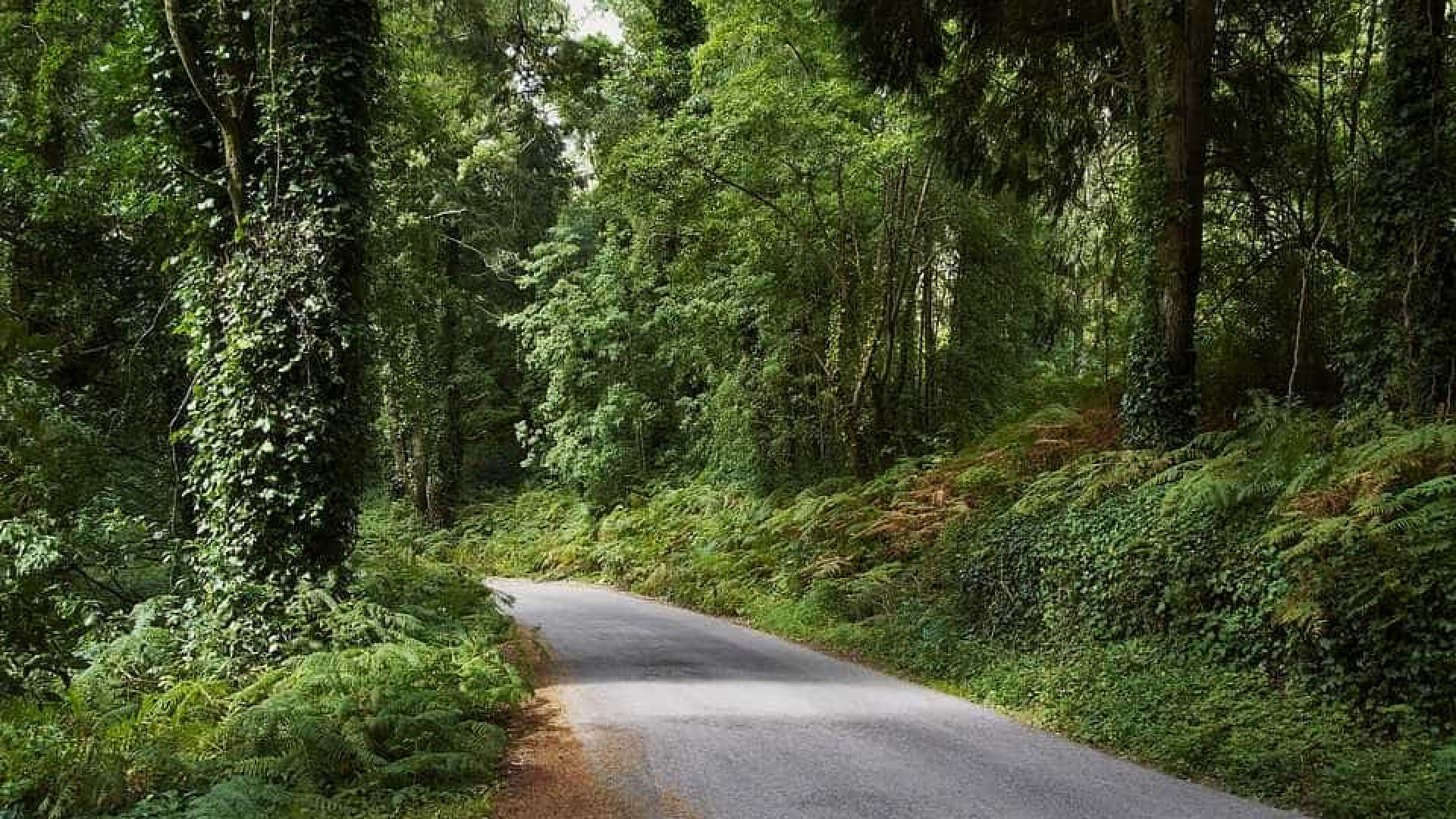 Sete países partilharam experiências sobre a gestão da floresta
