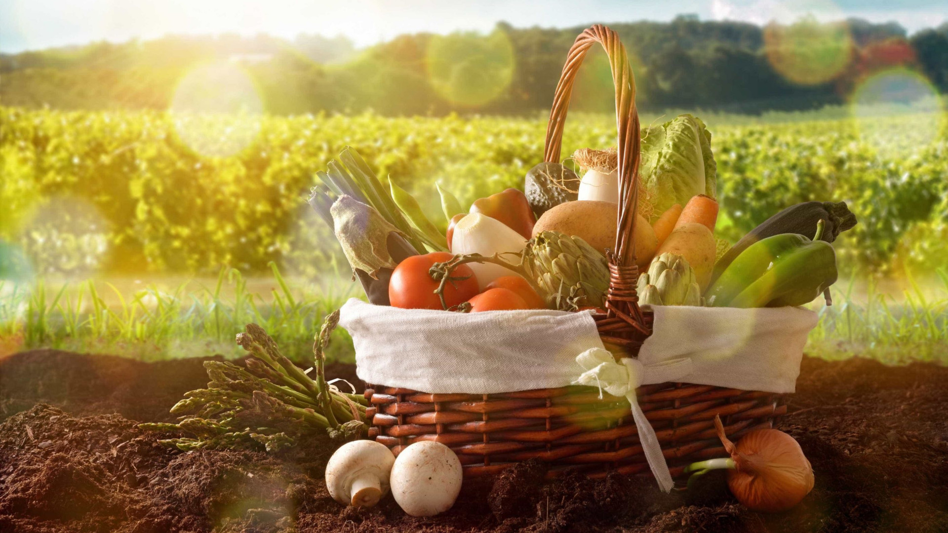 FAO: Quase 55% dos alimentos desperdiçados no mundo são frutas e vegetais