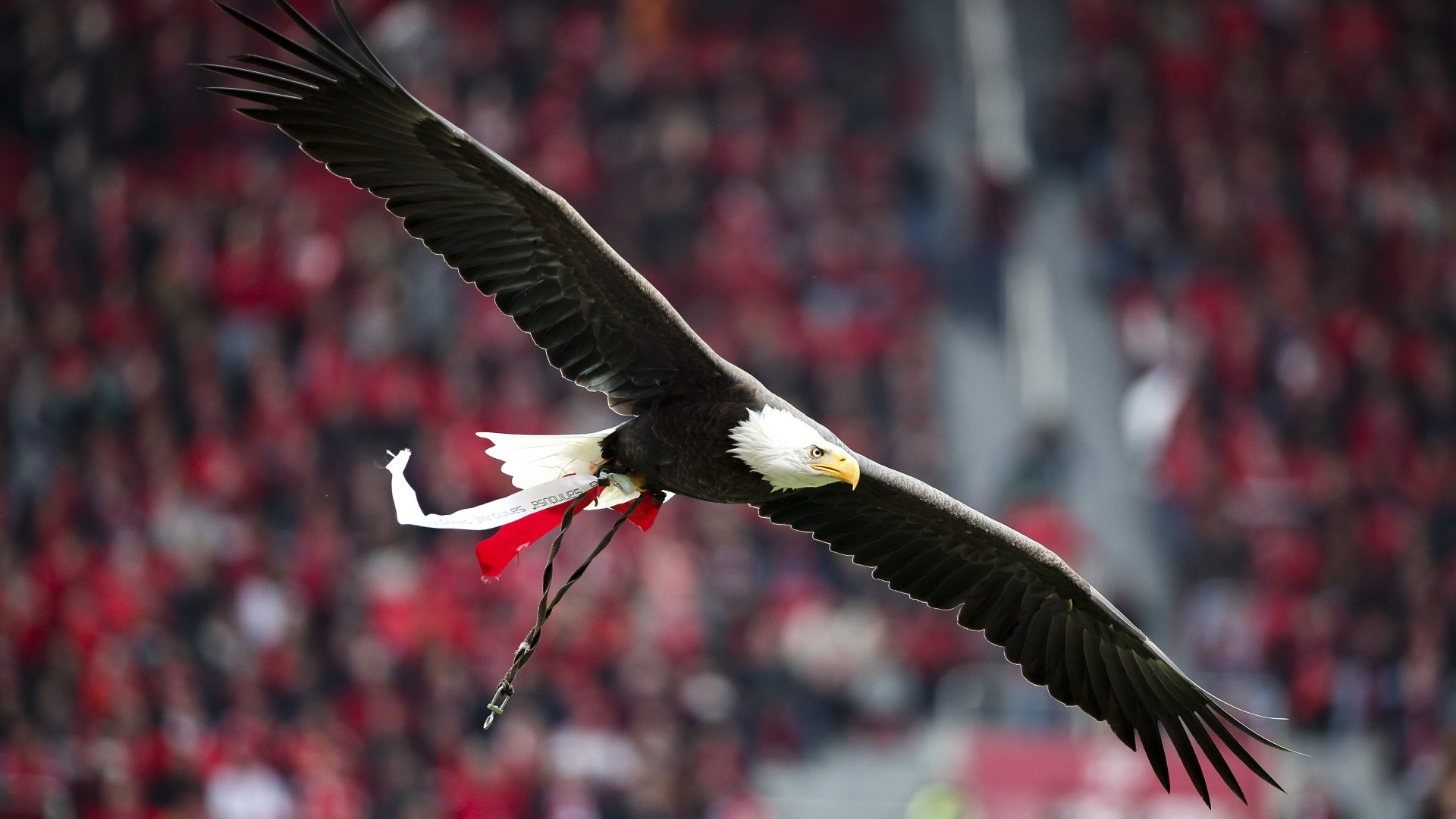 Derrota do Benfica prolonga-se esta segunda-feira. Ações deslizam 11%
