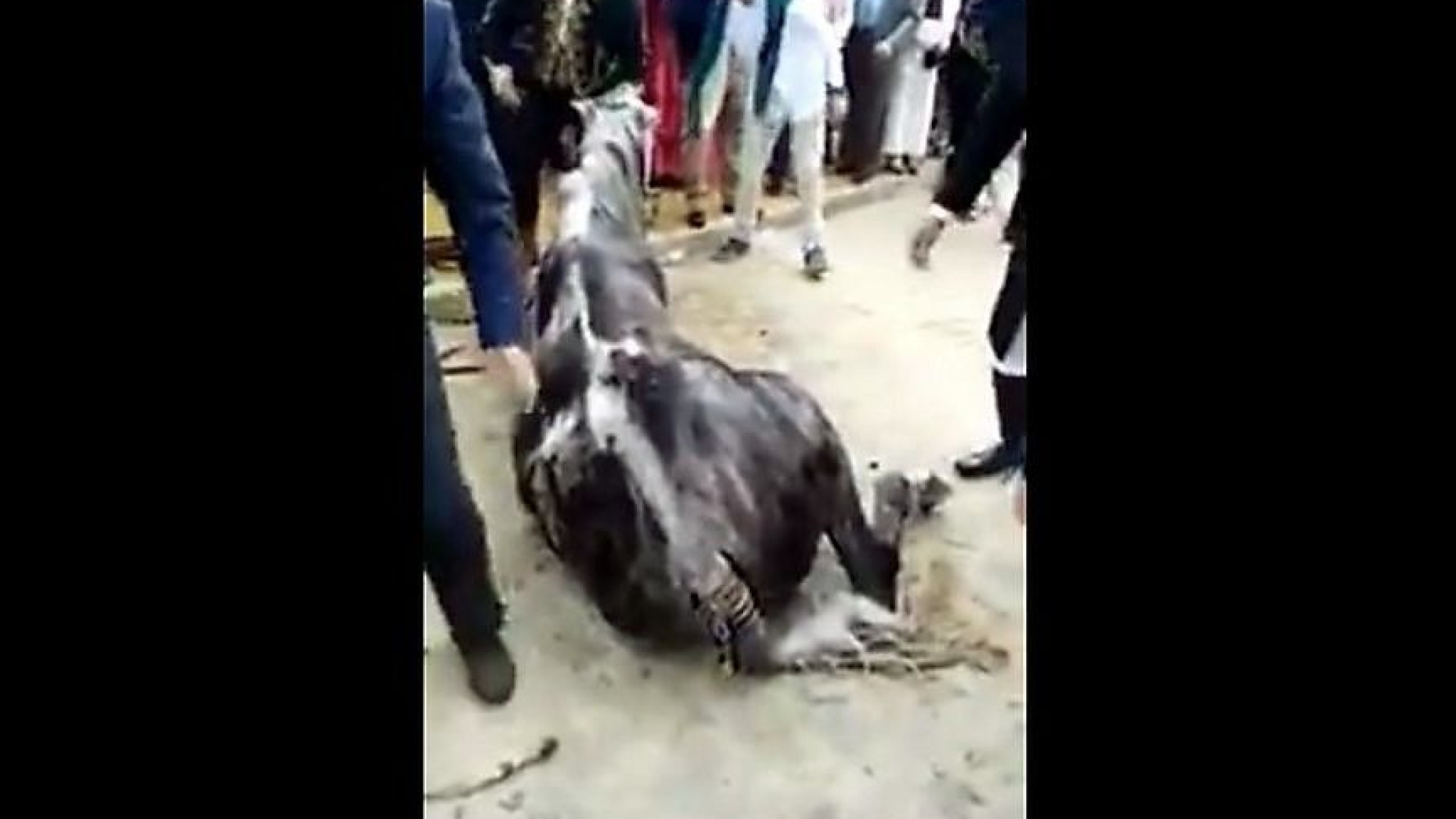 Cavalo morreu depois de ficar todo o dia sem comer em feira de Sevilha