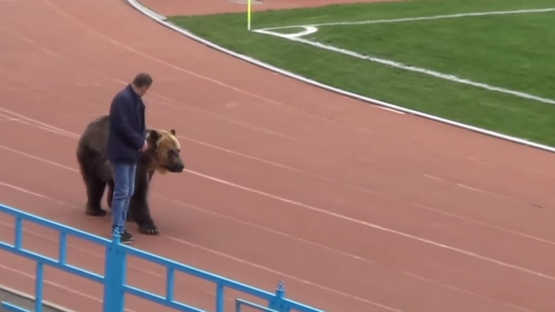 Jogo da 3.ª divisão russa teve direito a um urso... no estádio