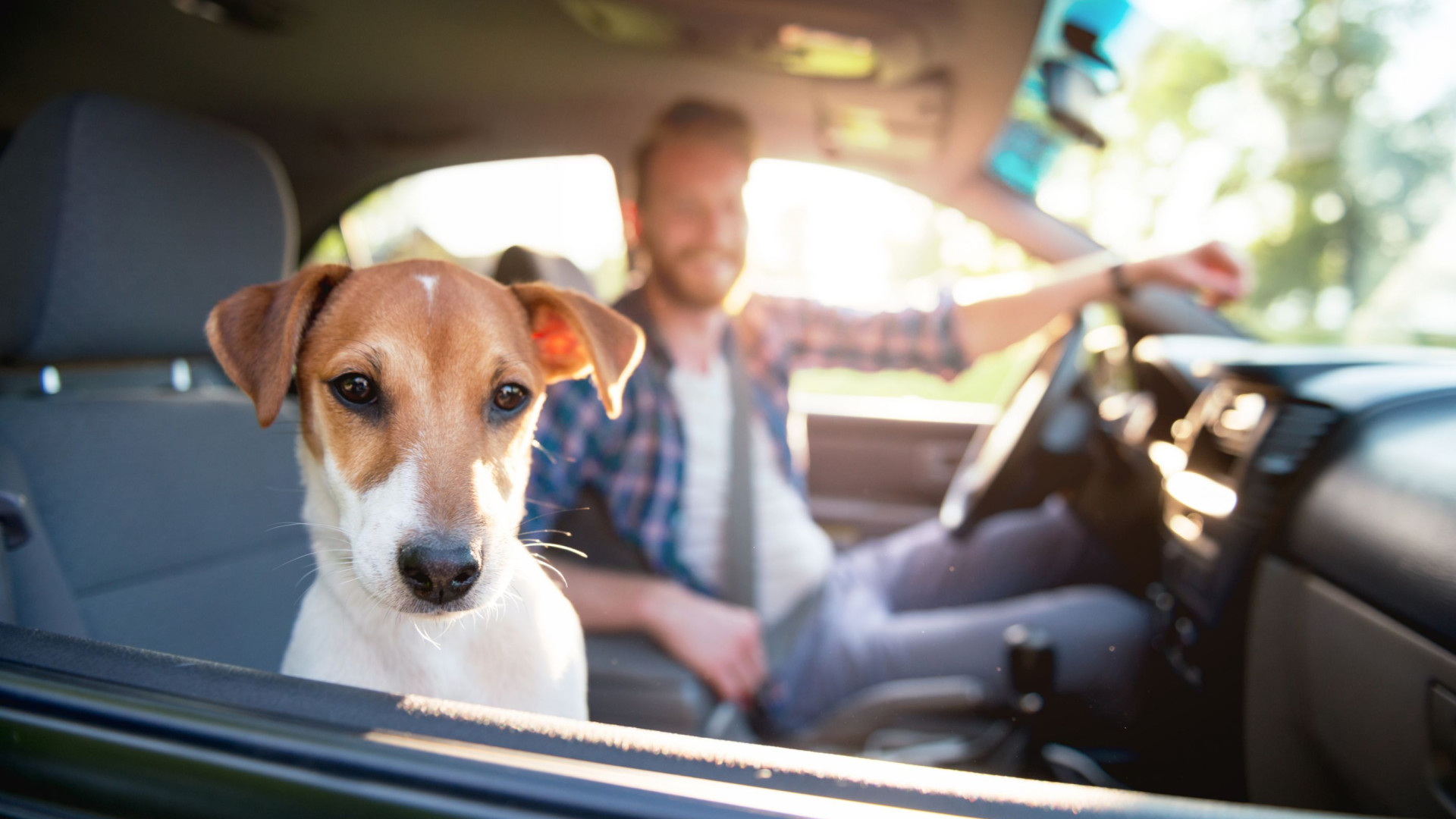 O seu cão lembra-se de tudo o que faz (atenção!)… diz estudo