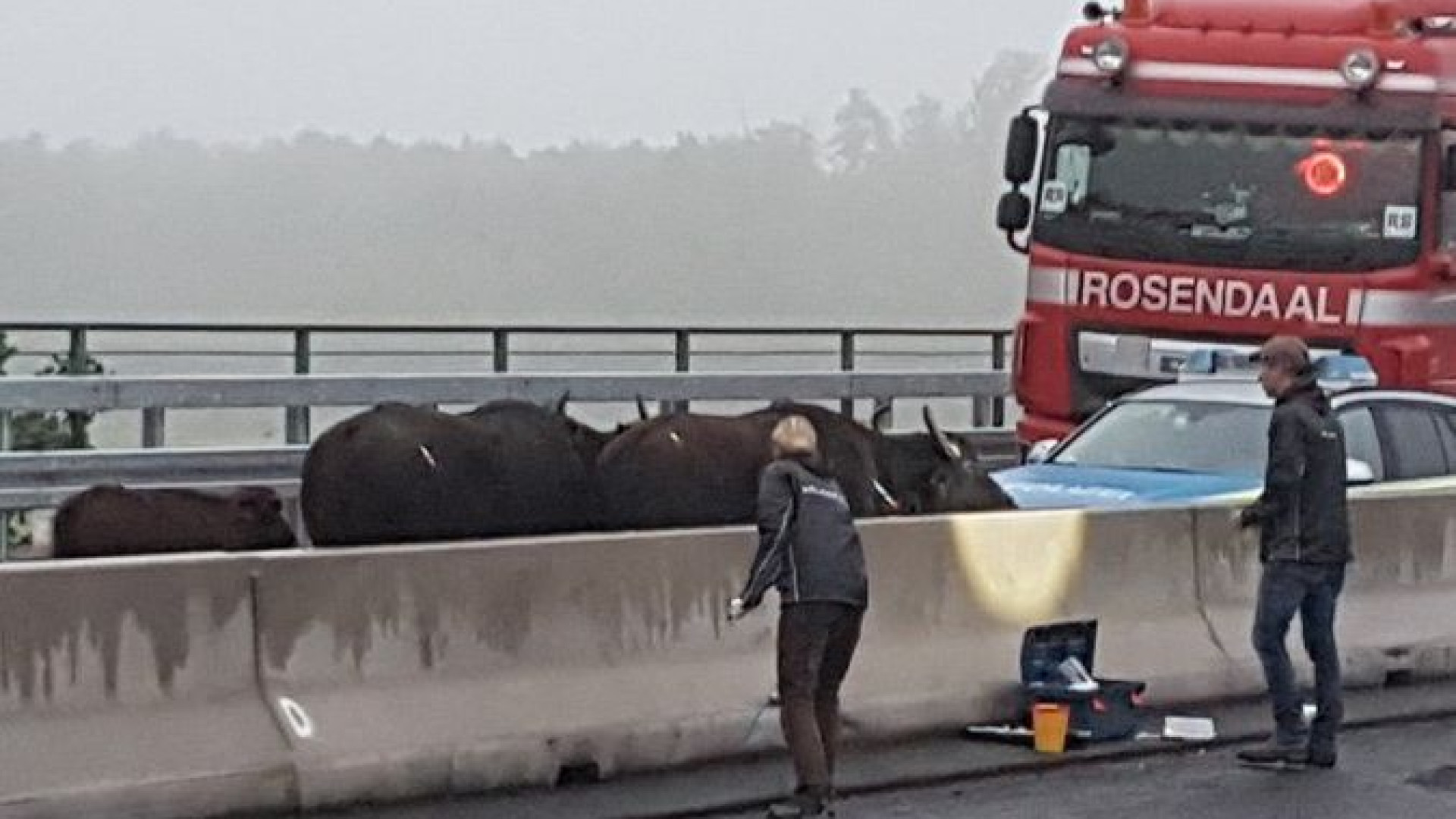 Autoridades obrigadas a ir buscar grua para tirar búfalos de autoestrada