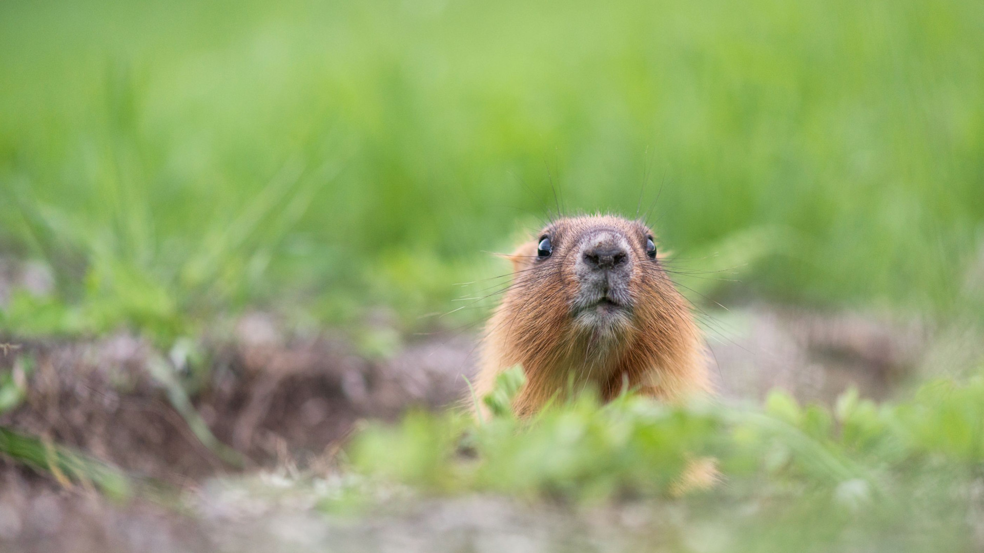 Em vez de recolher animal, agente nos EUA baleou marmota em estrada