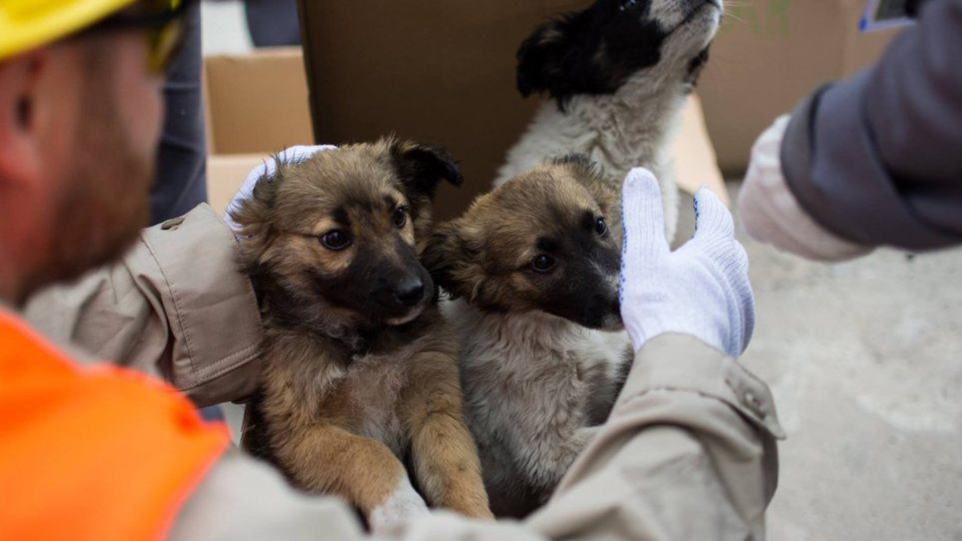 Cachorros resgatados de Chernobyl vão ser adotados