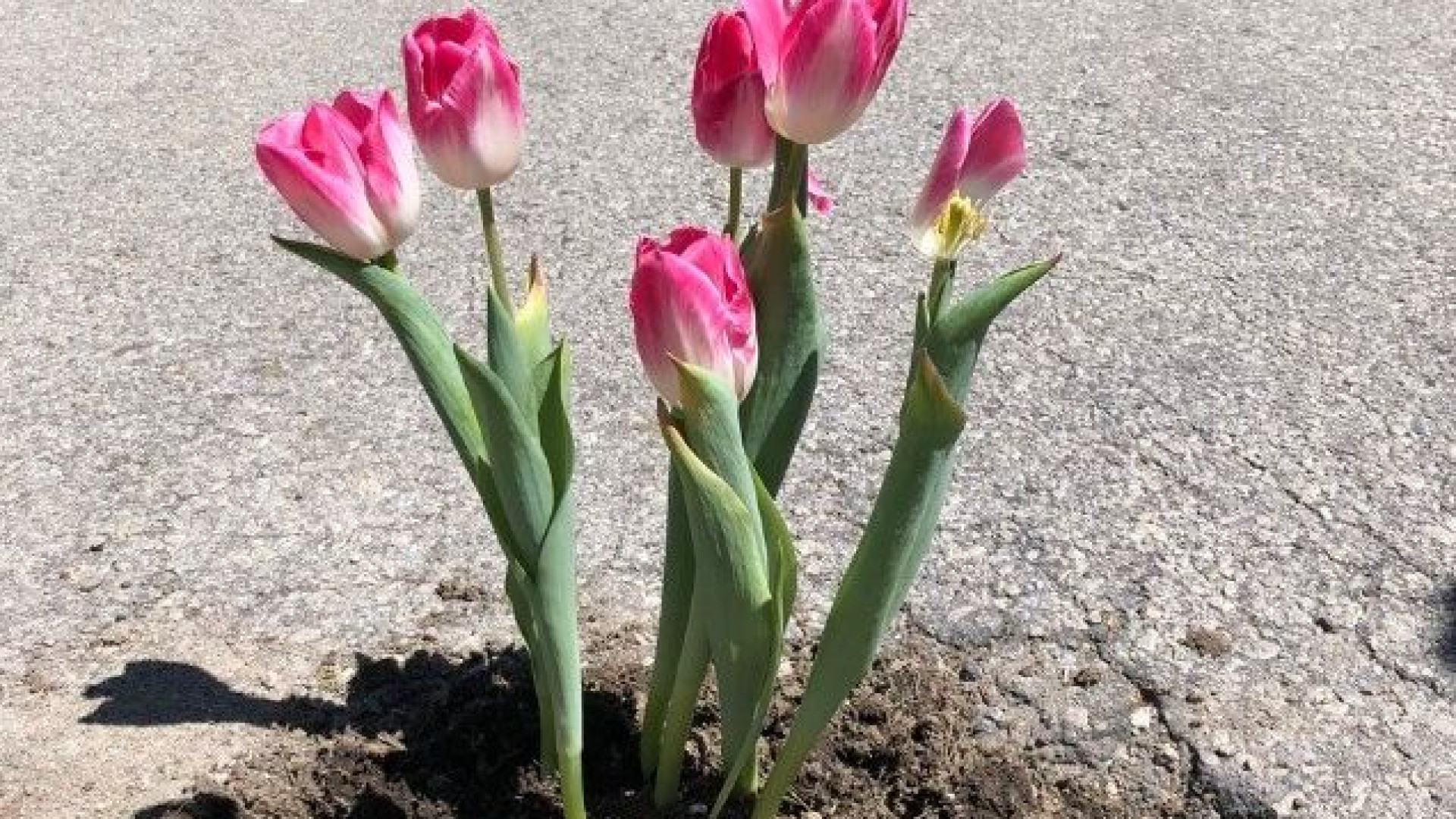 Têm aparecido flores plantadas pelas estradas de todo mundo. Porquê?