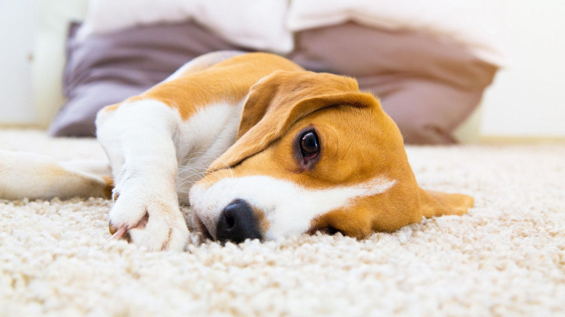 Quer alimentar animais abandonados? Só precisa de um telemóvel
