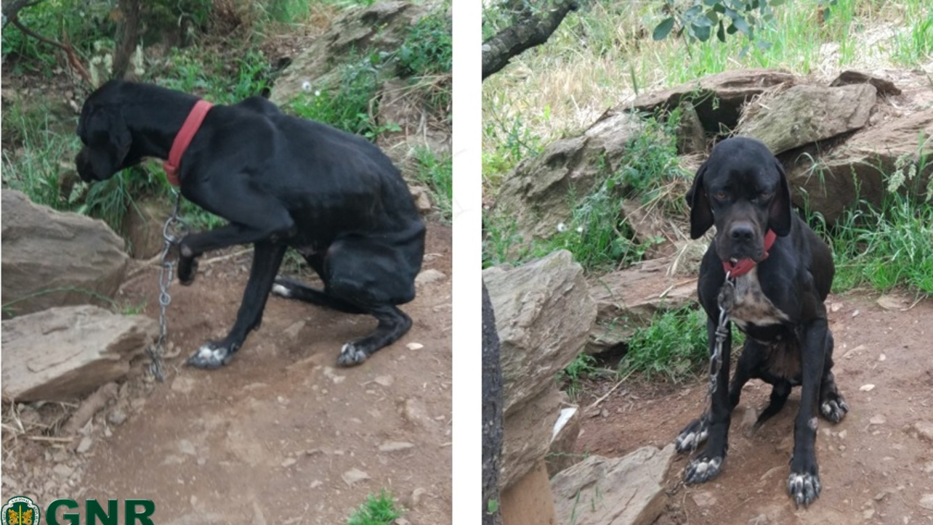 Mais de 20 cães resgatados pela GNR. Não tinham água nem comida