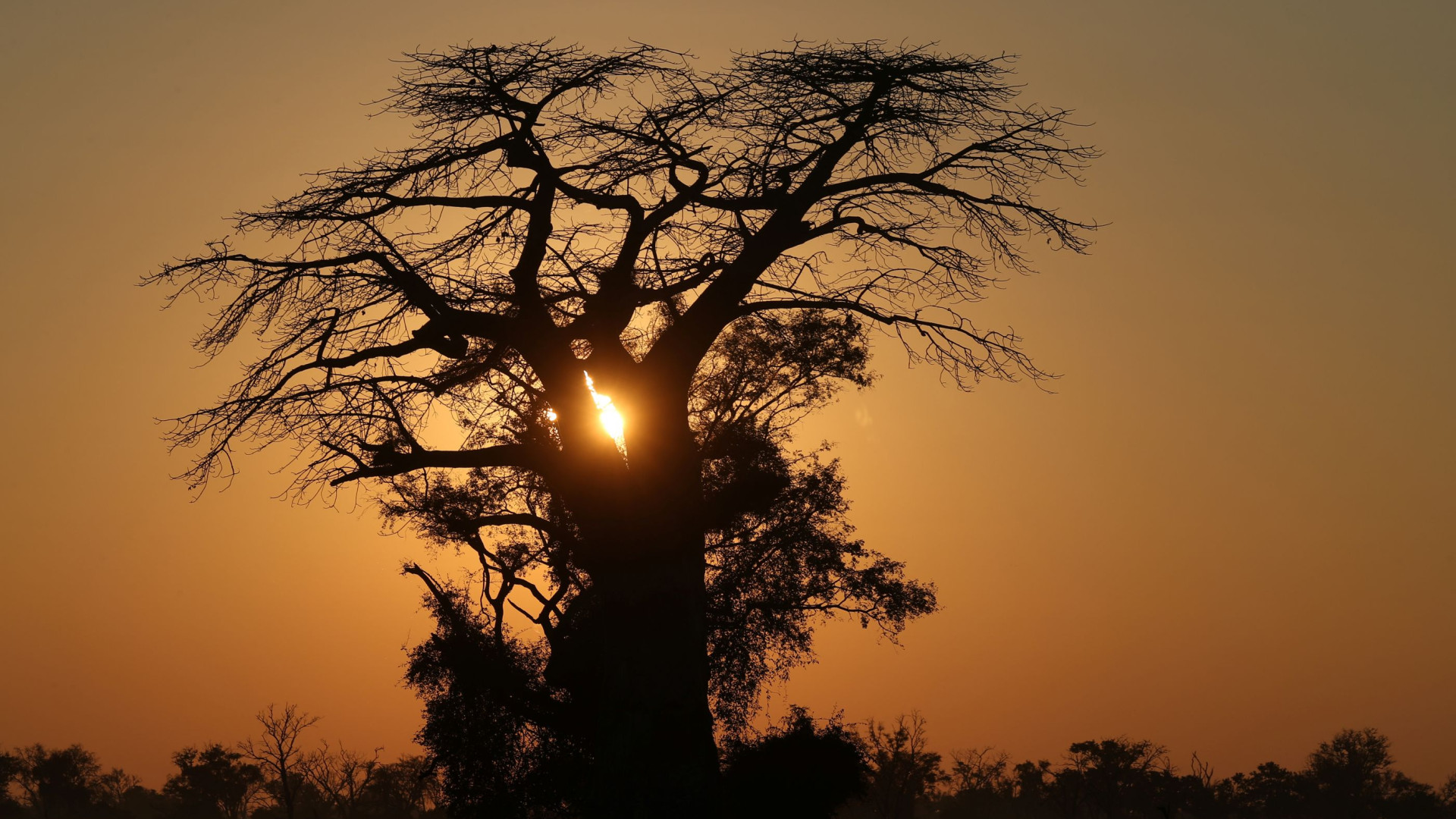 Árvores mais velhas de África estão a morrer. Cientistas preocupados