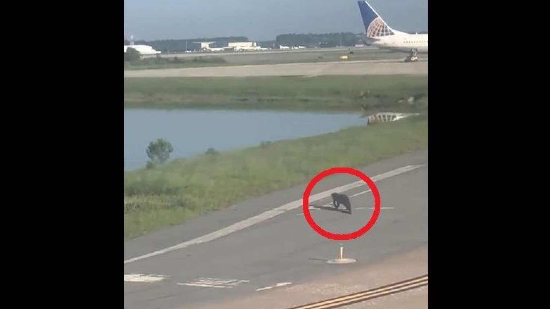 Avião diminui velocidade em aeroporto para… jacaré atravessar a pista