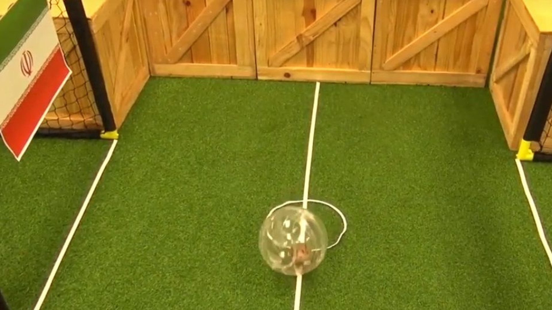 Prepare-se para rir: Hamster já previu o resultado entre Portugal e Irão