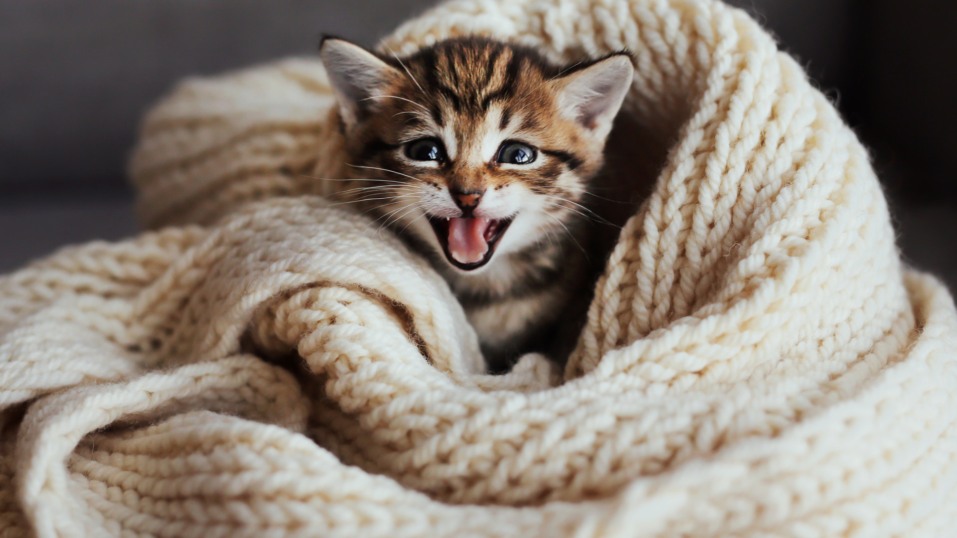 O seu animal é feliz? De certeza?