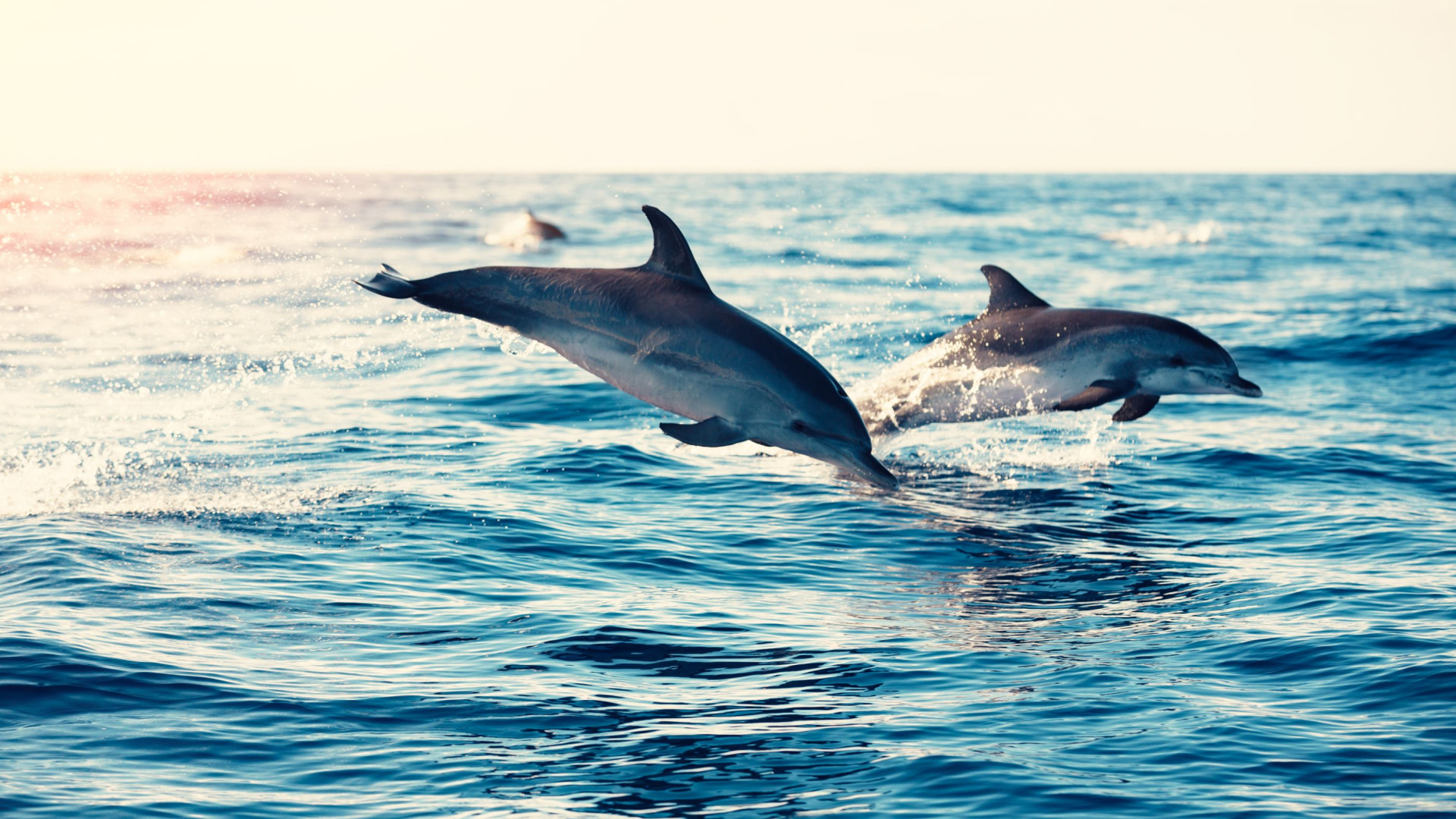 É assim que os golfinhos vão sobreviver às alterações climáticas