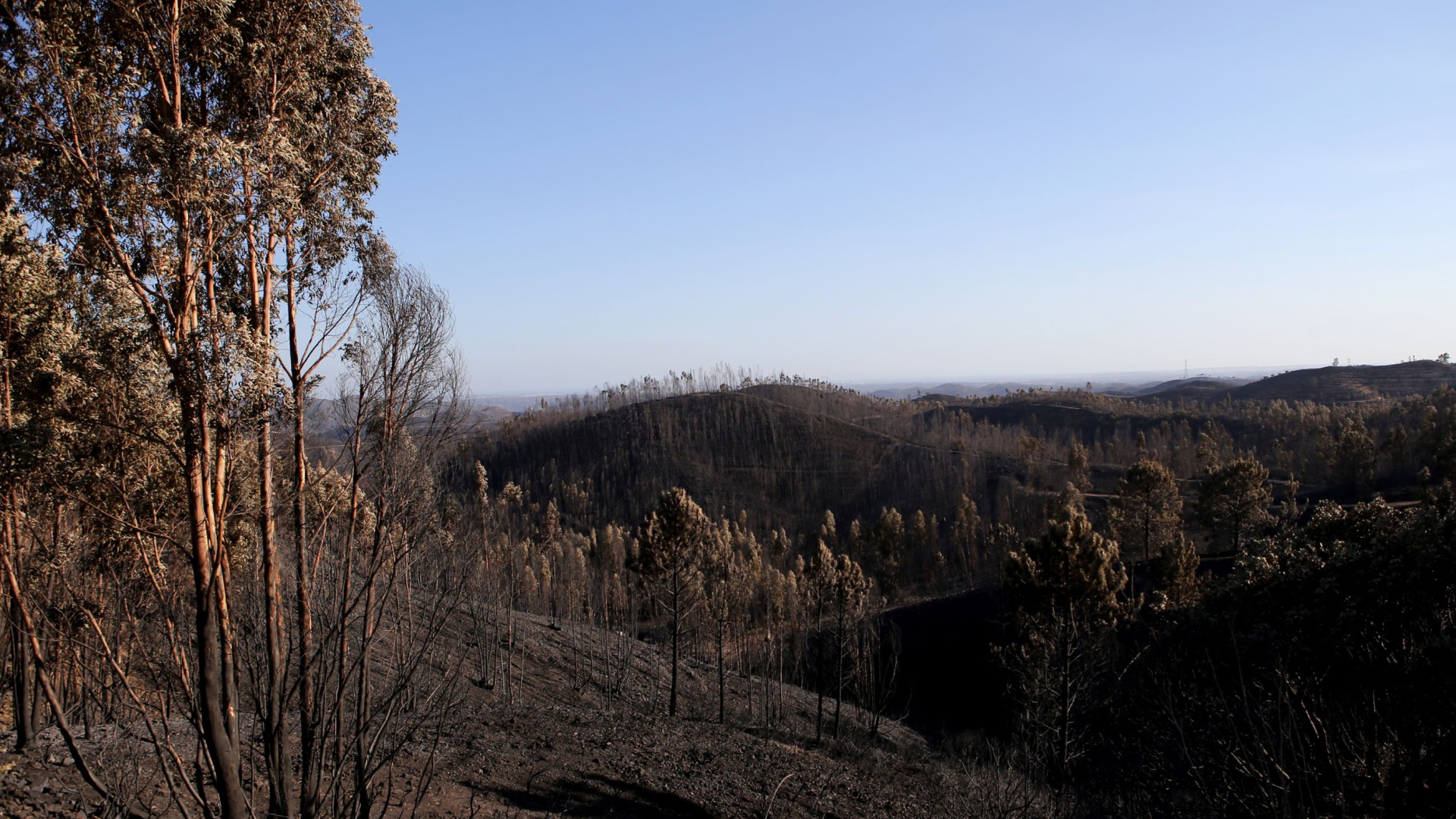 Aprovados diplomas sobre defesa da floresta e valorização do território