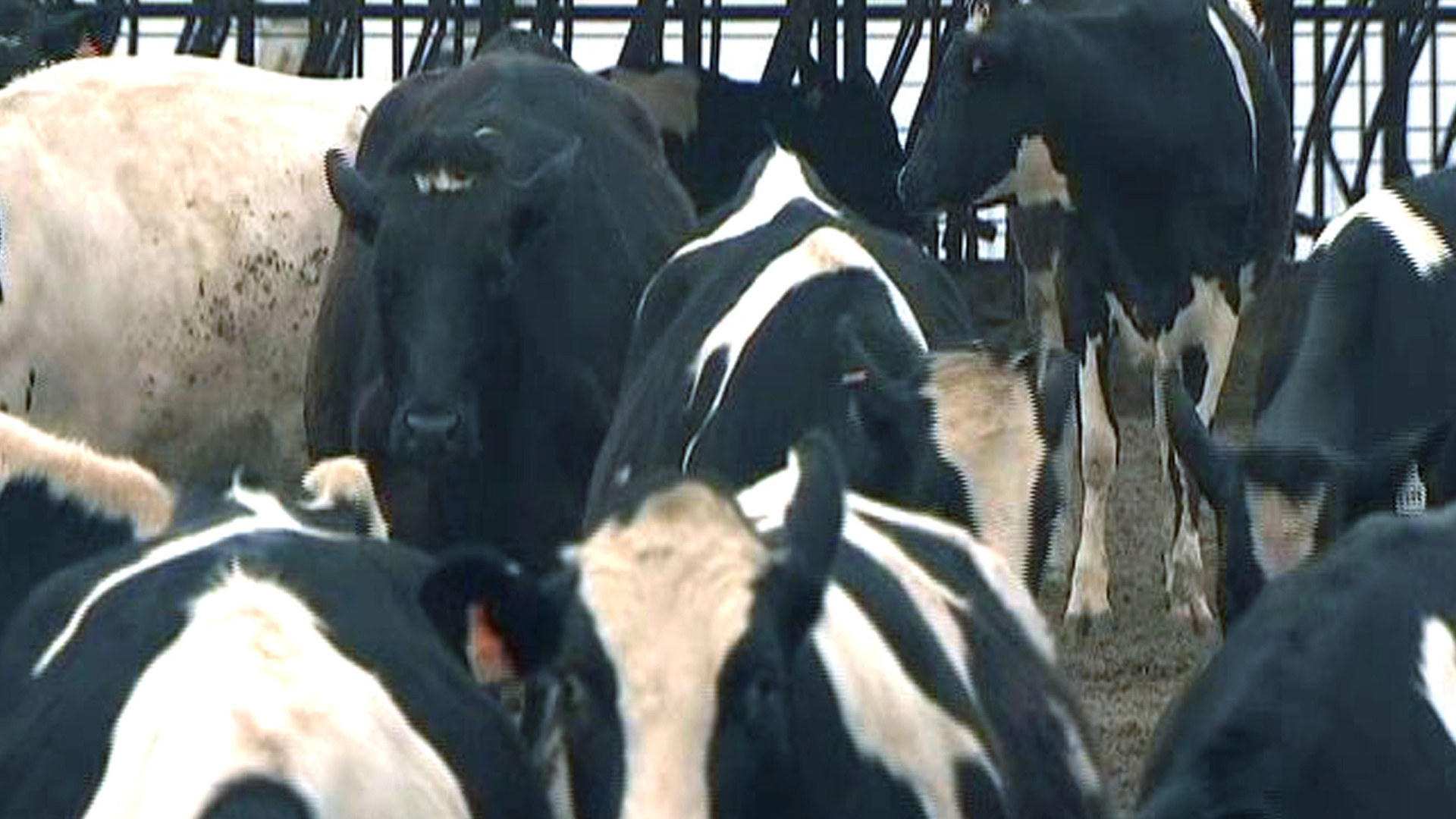 Caso de doença das vacas loucas confirmado no Reino Unido