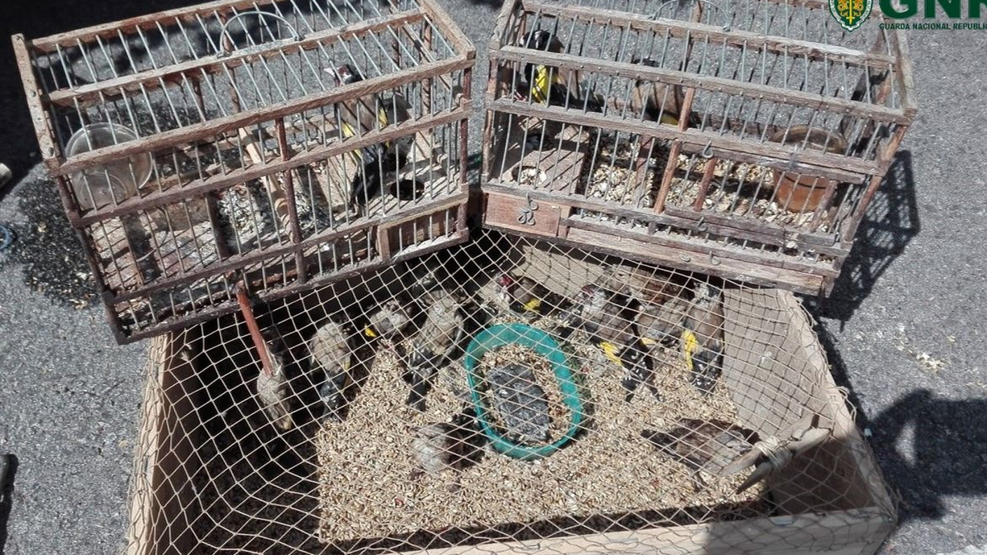Detidos por andarem a caçar pintassilgos com chamarizes