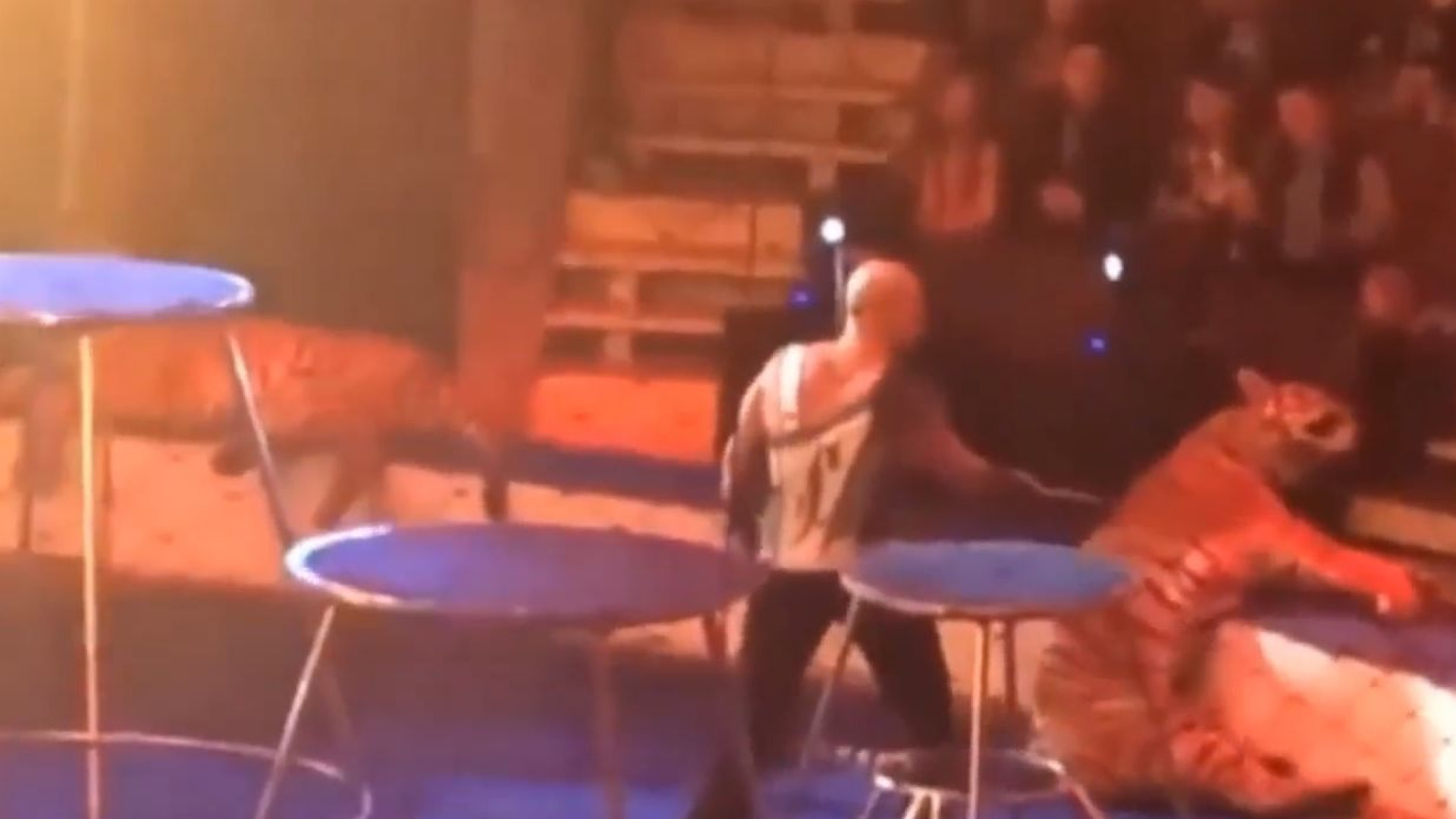 Tigre colapsa durante atuação em circo na Rússia