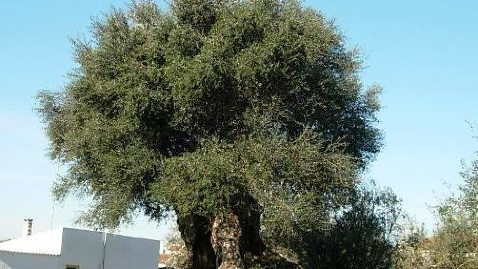 Investigadores dataram oliveira com 3.350 anos como a mais velha do país