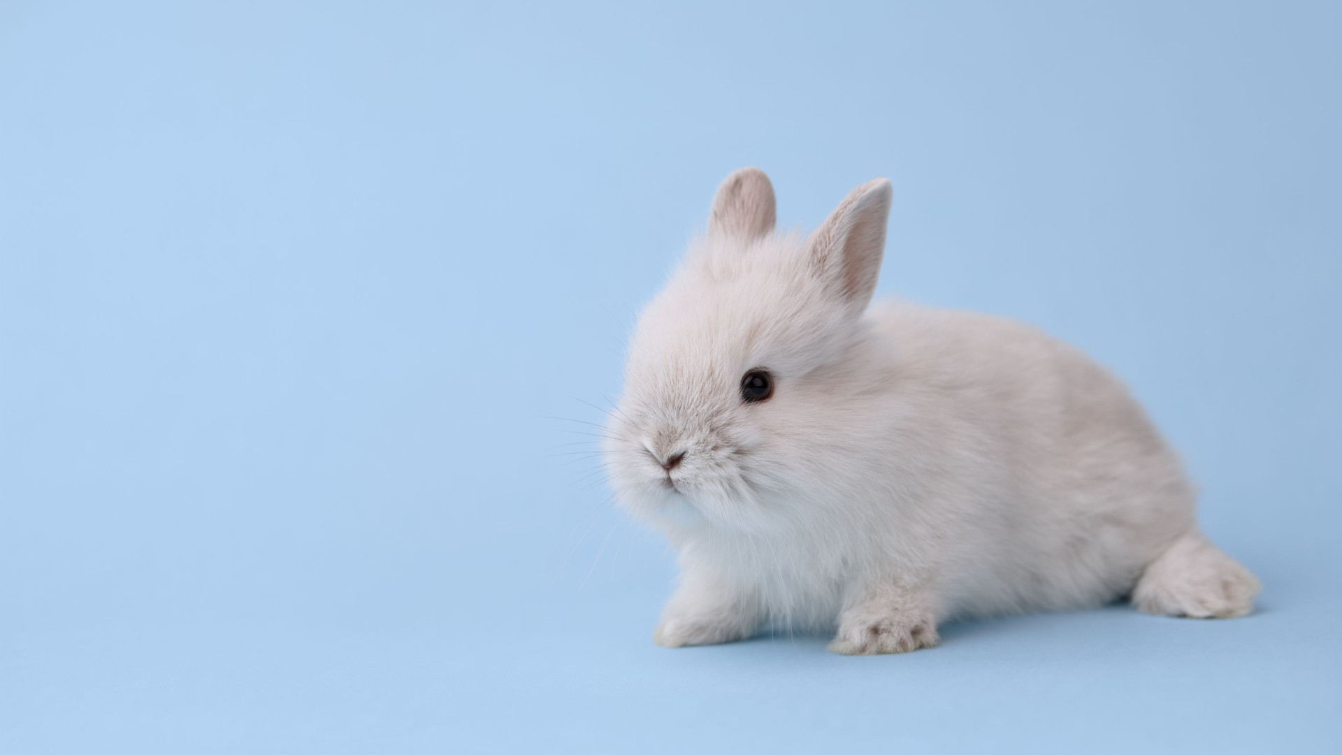 Dove já não testa em animais, e tem selo de ‘cruelty free’ que o comprova