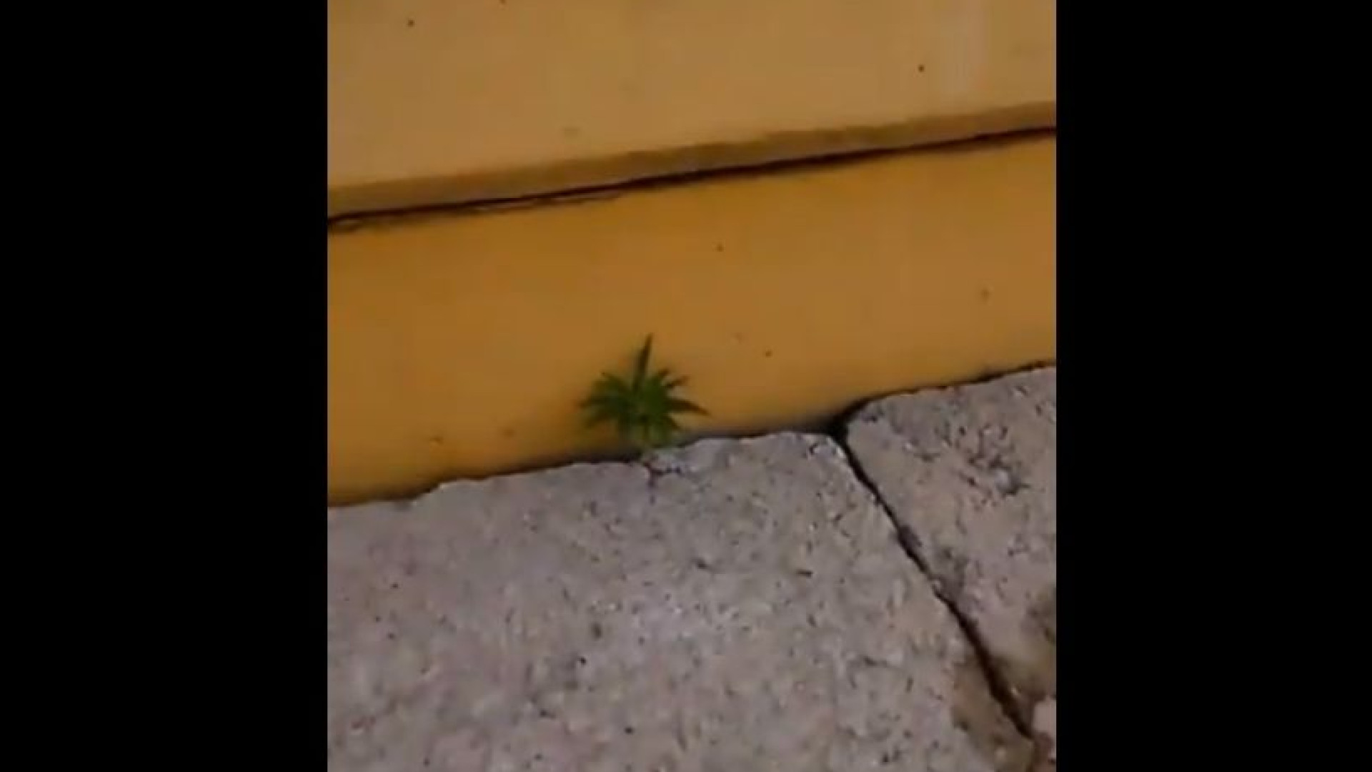 Marijuana nas bancadas do Peñarol. Este vídeo já se tornou viral