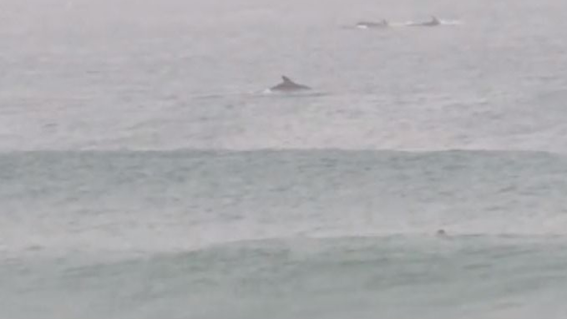 Jovem surfa acompanhado por golfinhos em praia de Cascais