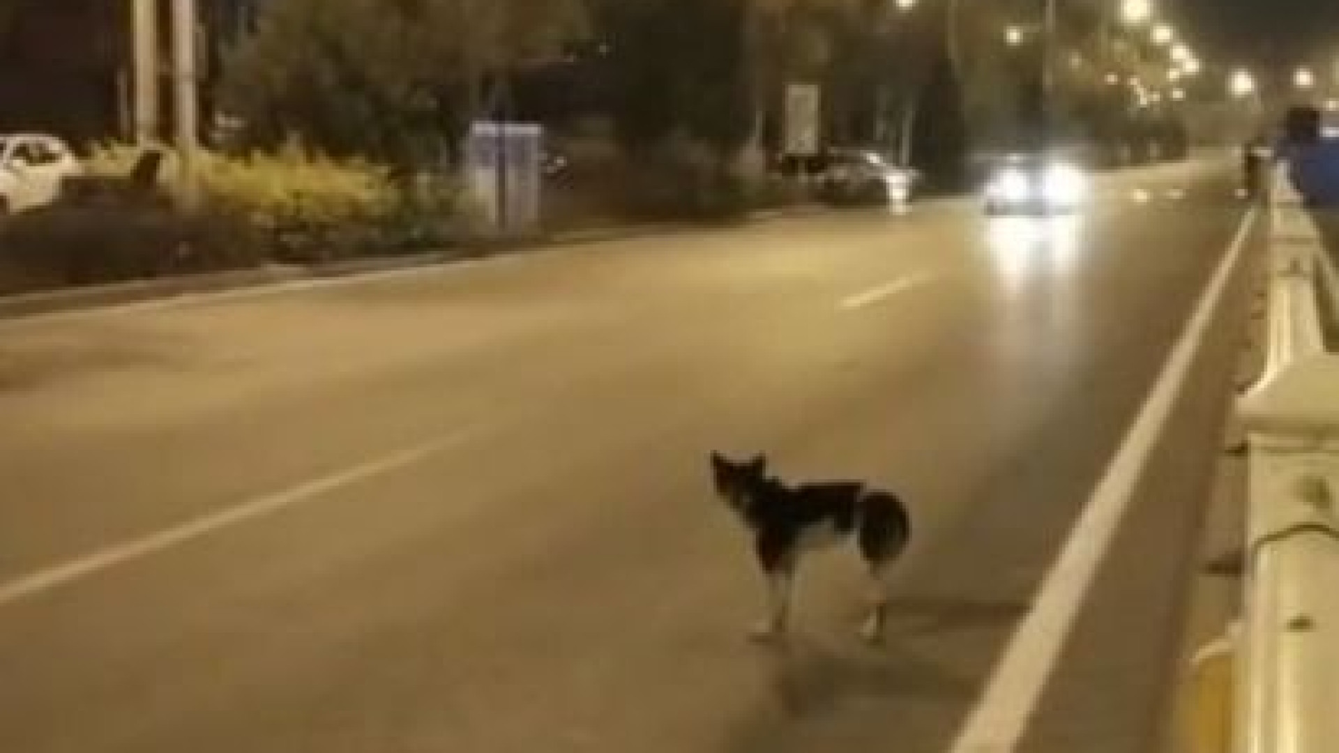Cão espera quase três meses na estrada em que a dona morreu na China