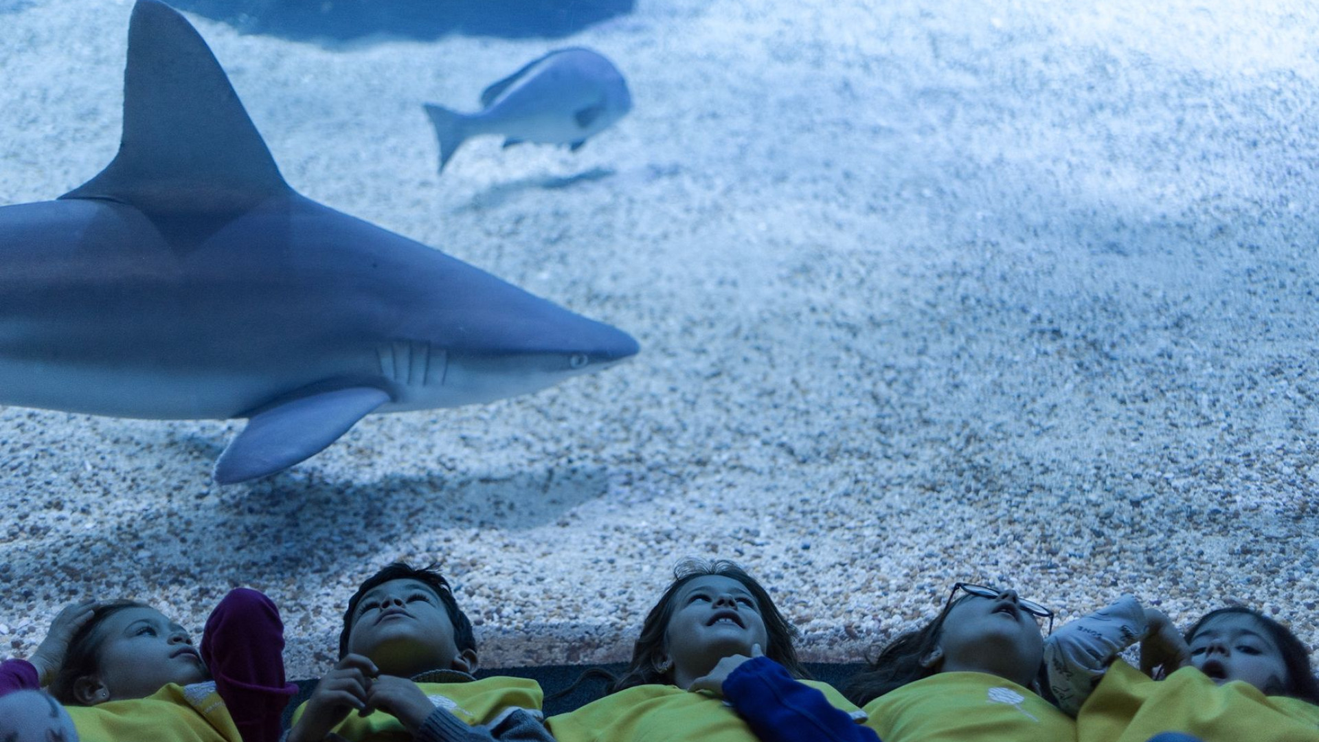 Férias de Natal 'inundadas' de diversão no Oceanário de Lisboa