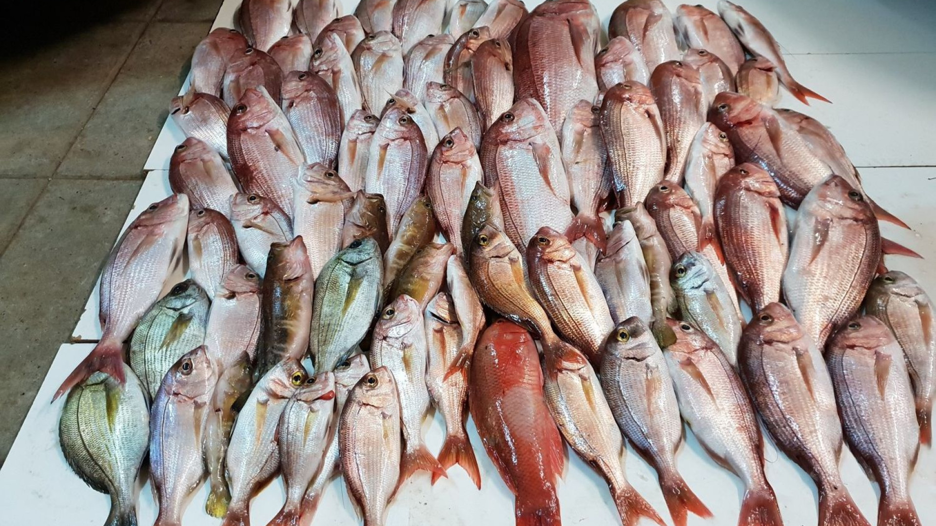 GNR apreende 55 quilos de pescado na ilha da Madeira