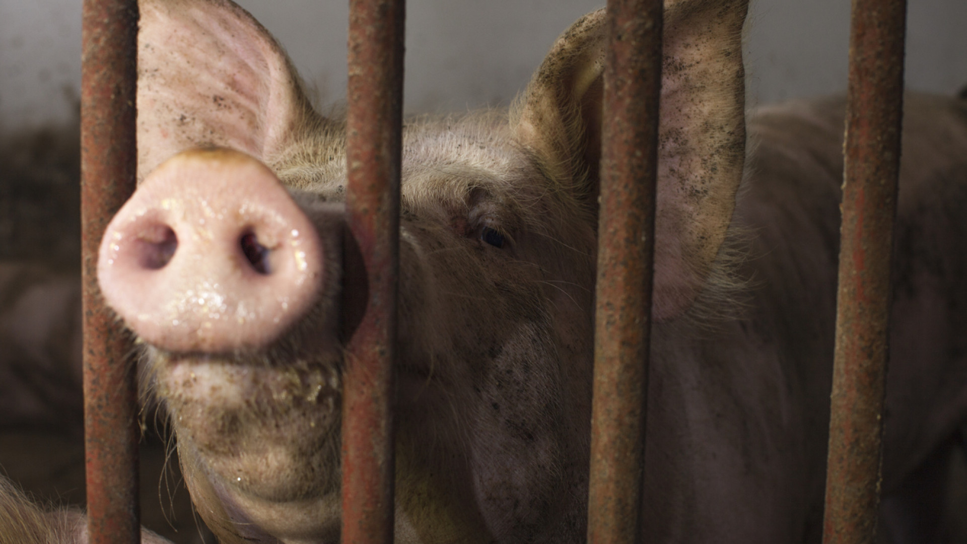 Mulher russa desmaiou na pocilga e foi comida pelos porcos