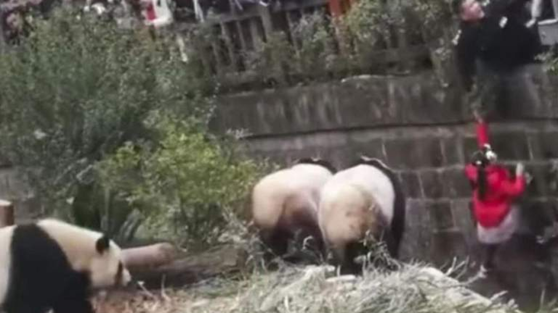 Menina cai dentro de uma jaula de pandas na China e é salva na 'hora H'