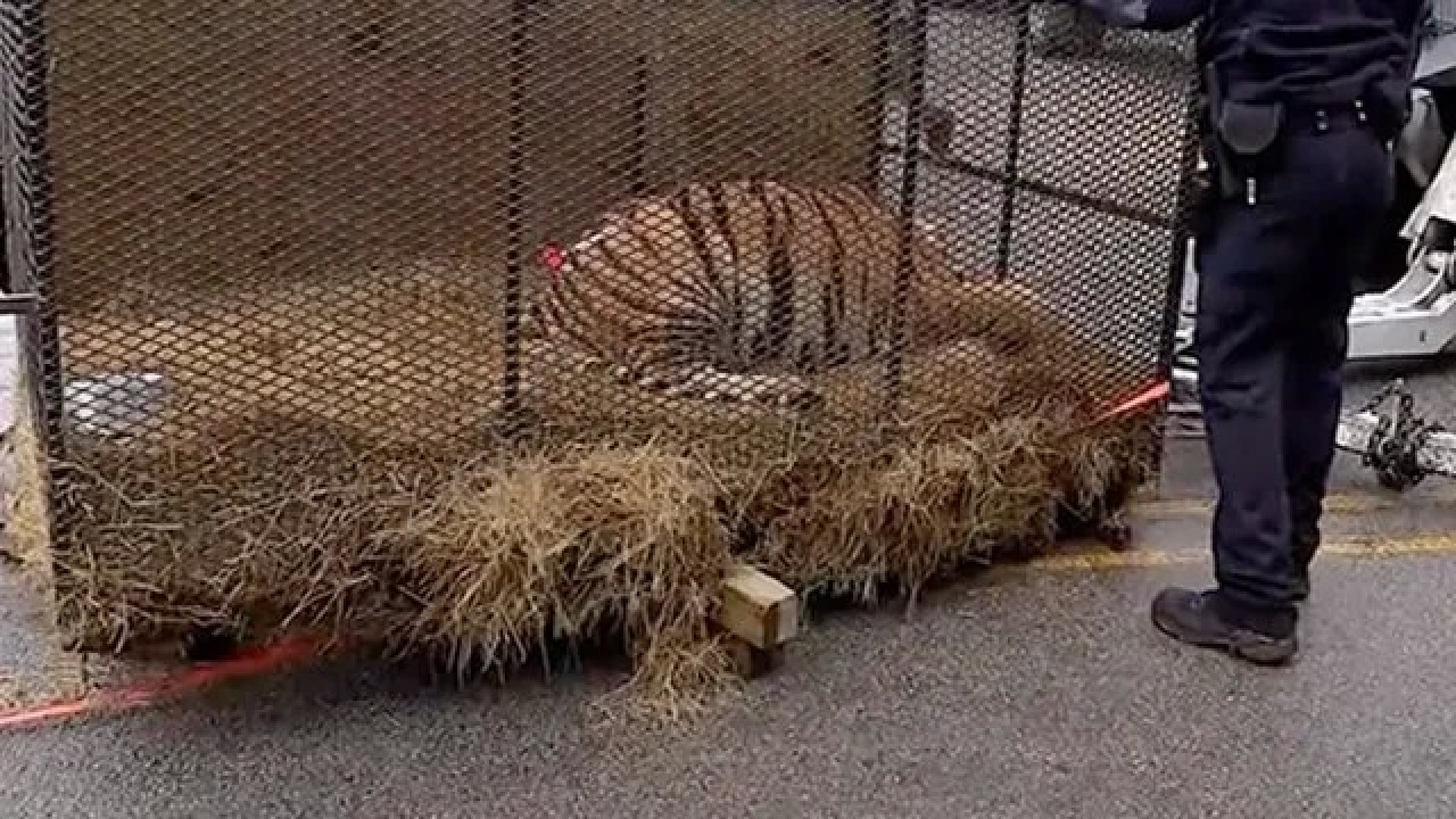 Foram para casa abandonada fumar erva. No interior encontraram um tigre