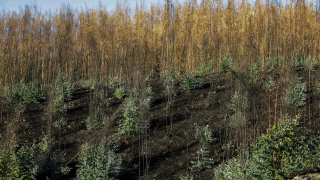 Aprovadas coimas até 44 mil euros para plantações ilegais de eucalipto