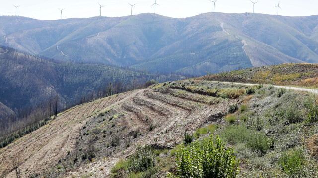 Aldeia cria cortina de 30 hectares para a história não se repetir