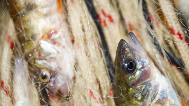 Portugal importou mais de 300 mil toneladas de peixe e exportou 153 mil 