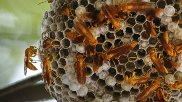 Ninhos e picadas de vespa asiática aumentaram em Montemor-o-Velho