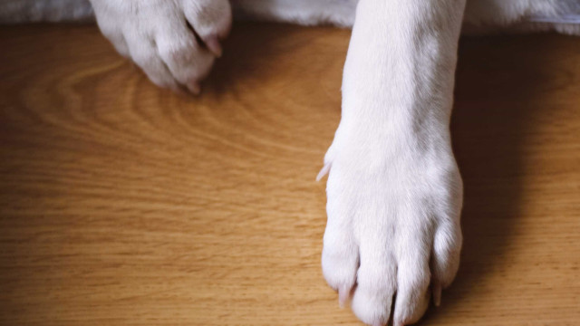 Cão fica parcialmente cego após passeio em Viseu