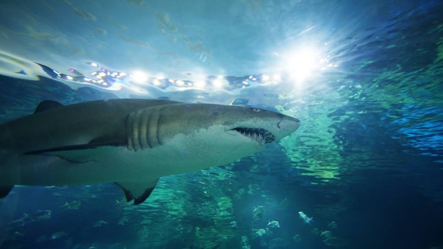 Homem despiu-se e mergulhou no aquário dos tubarões. Polícia procura-o