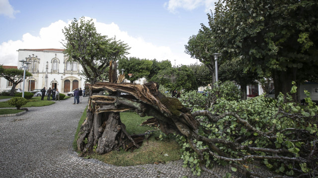 Família vive em casa destruída por árvores desde sábado