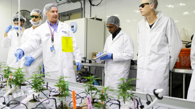 Com a legalização, alunos aprendem a plantar canábis no Canadá