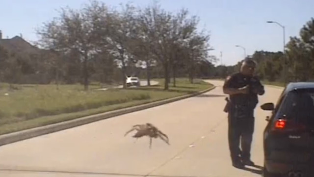 Aranha gigante vai atacar polícia ou é tudo uma questão de perspetiva?