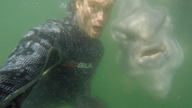 Mergulhadores tiram selfie com peixe-lua na Cidade do Cabo