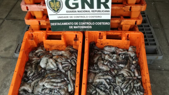 Póvoa do Varzim: Apreendidos 230 quilos de polvo imaturo